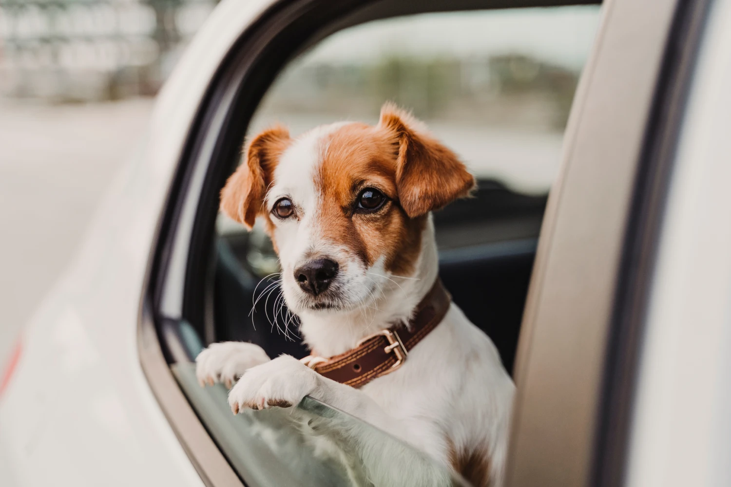 Dog Carrier Purse for Russell Terrier