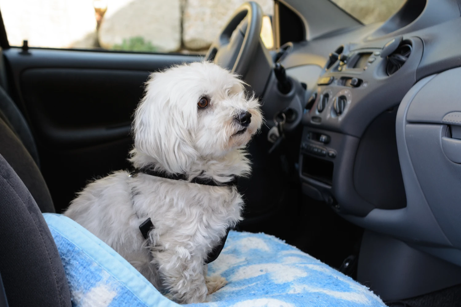 Nissan Pathfinder Dog Safety Belt for Havanese