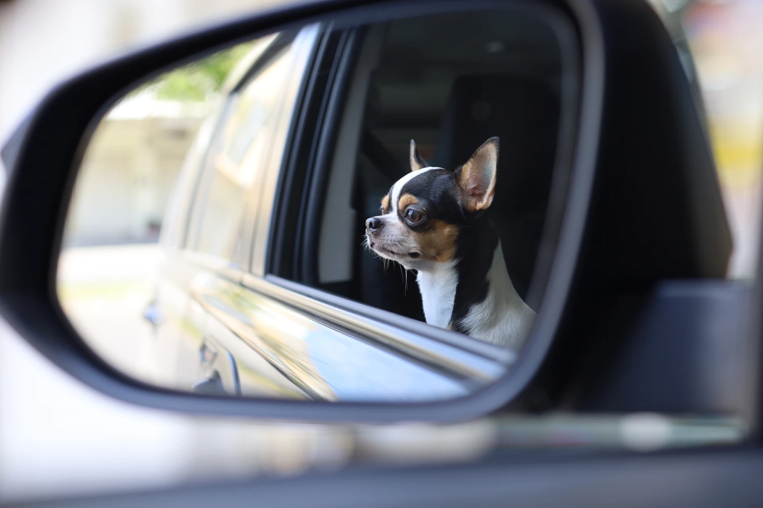 BMW 3 Series back seat cover for Rat Terriers