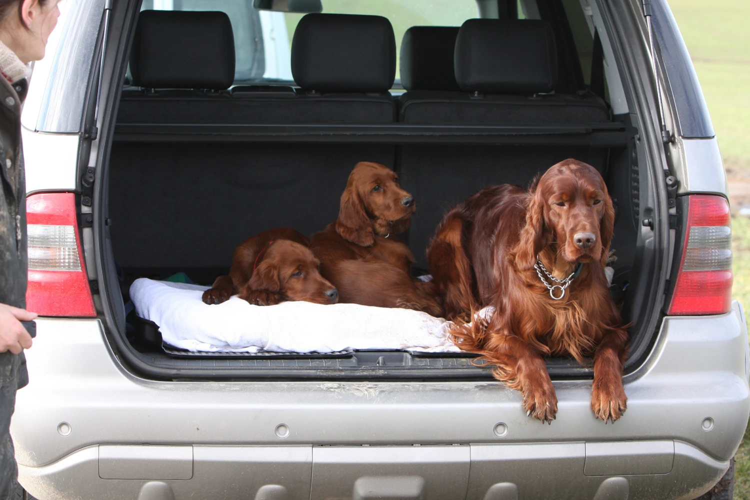 Tesla Model 3 Dog Safety Belt for Irish Setters