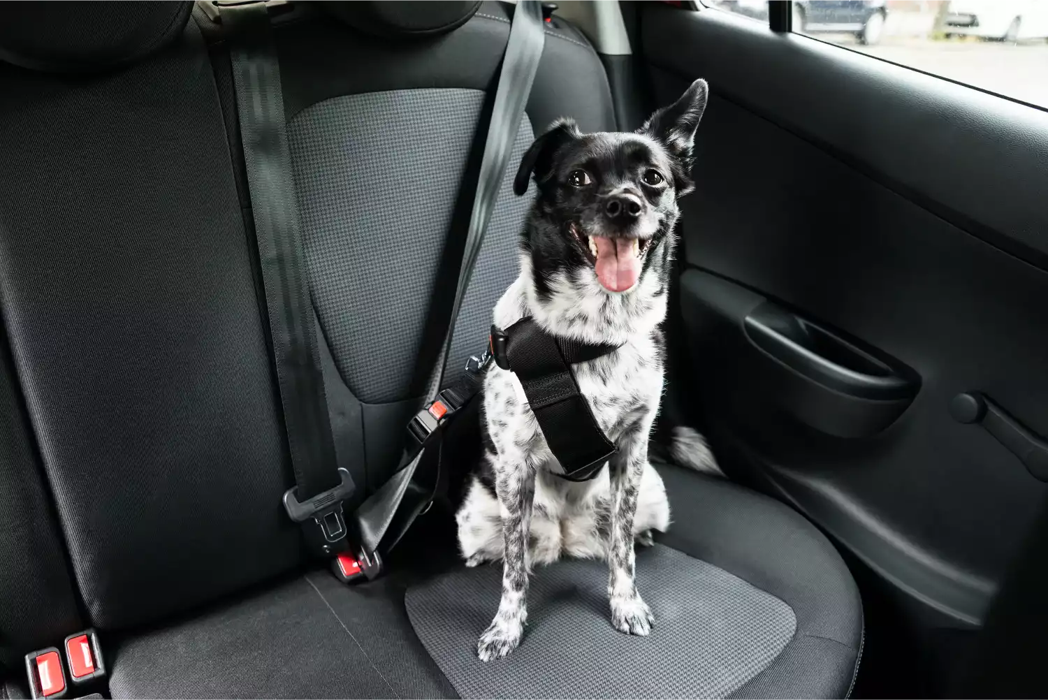 St. Bernards Dog Car Seat Belt for Audi Q5