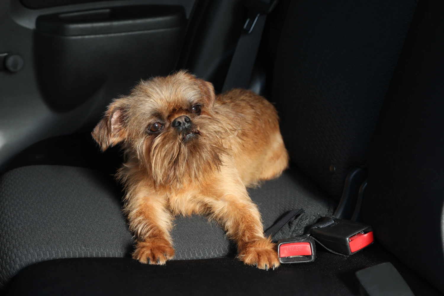 Mercedes-Benz GLC Dog Safety Belt for Brussels Griffons