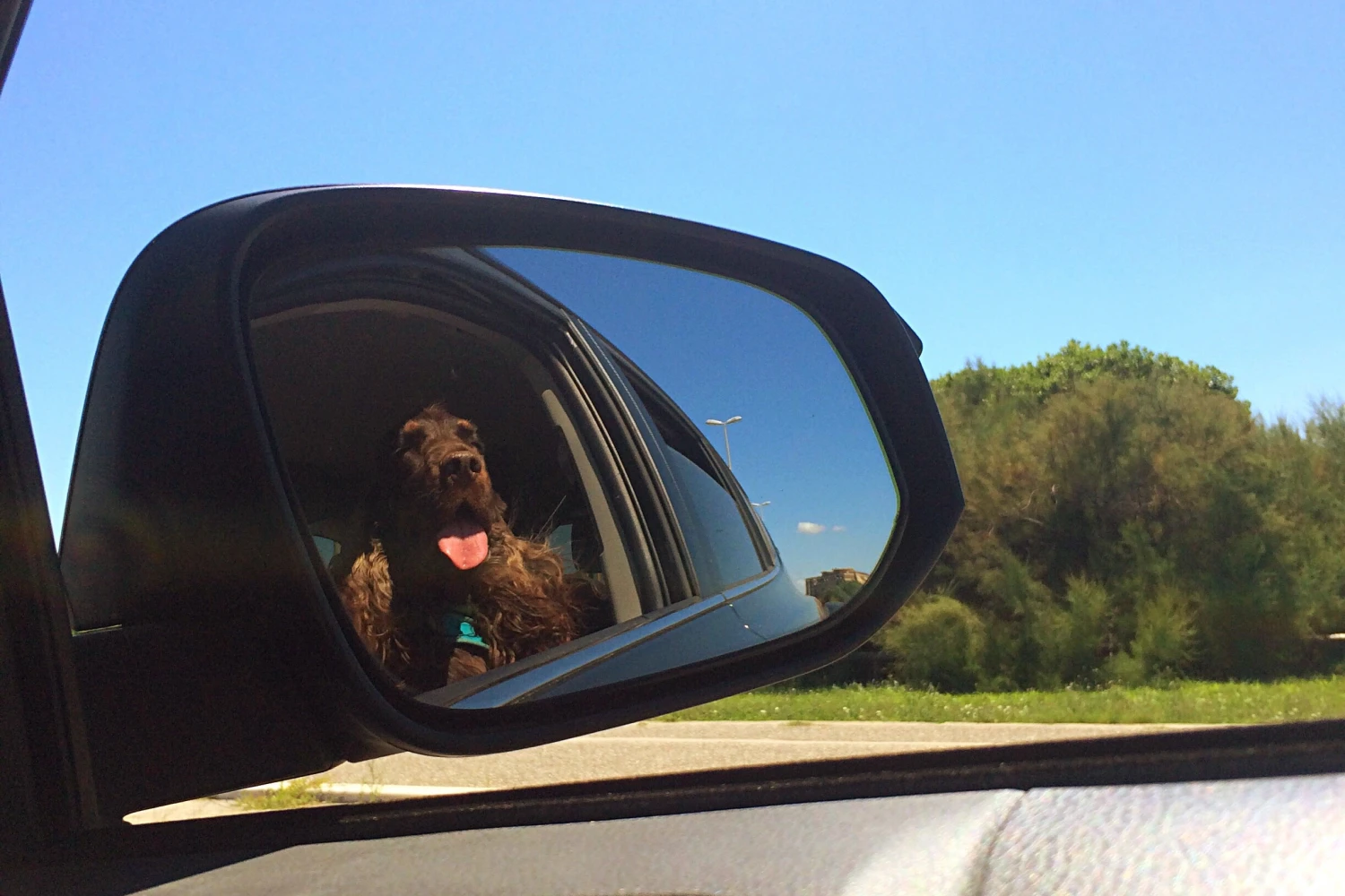 Subaru Outback Dog Car Seat for Field Spaniels