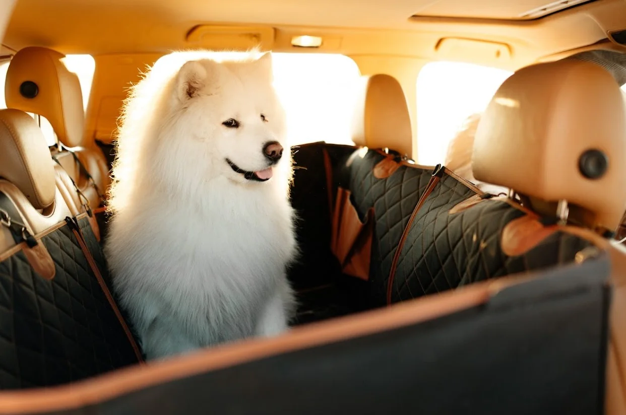 Greater Swiss Mountain Dogs back seat cover for Honda Fit