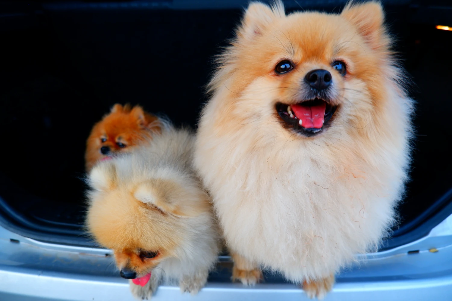 Dog Carrier Purse for Pomeranian