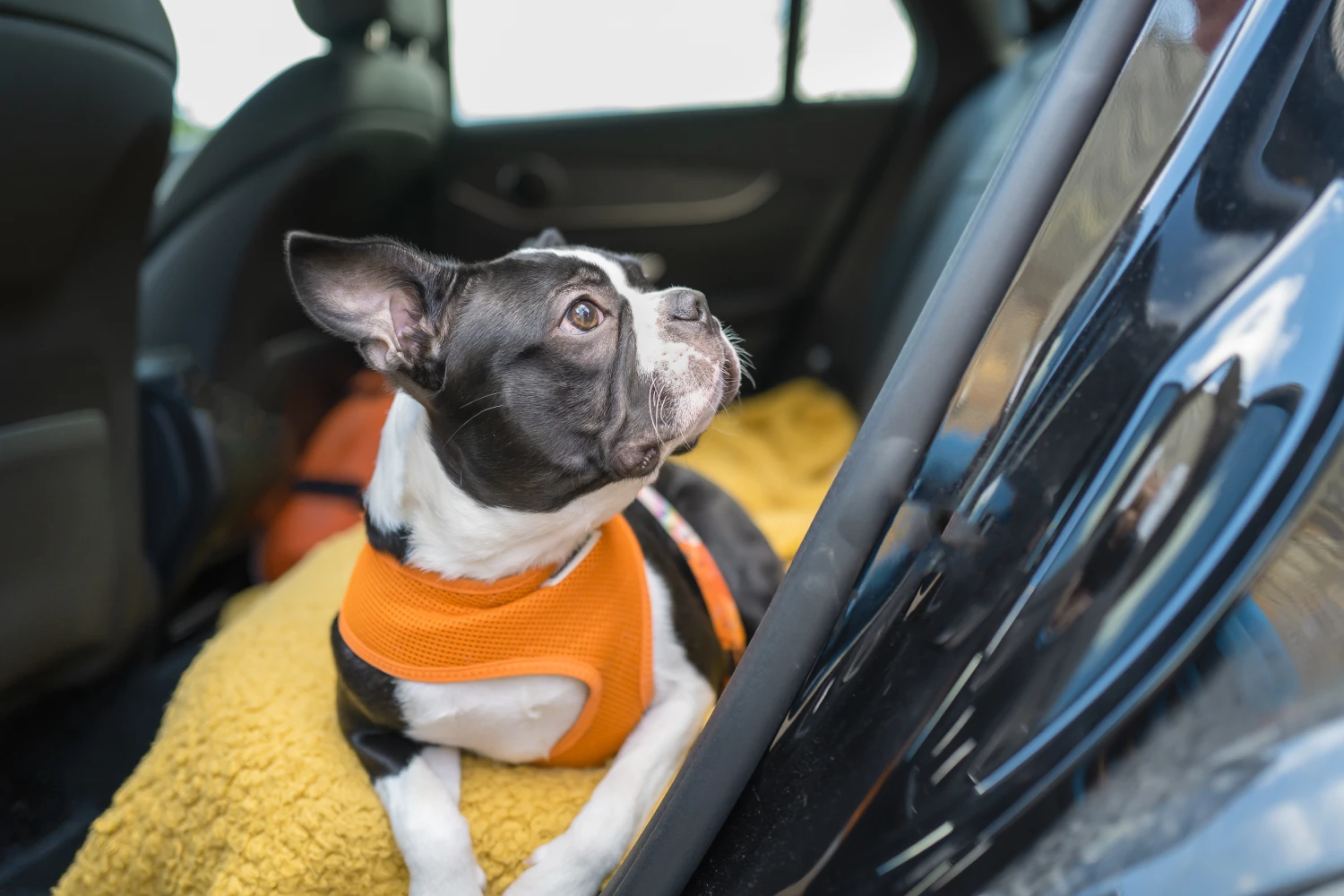 Subaru Crosstrek Dog Safety Belt for American Staffordshire Terriers