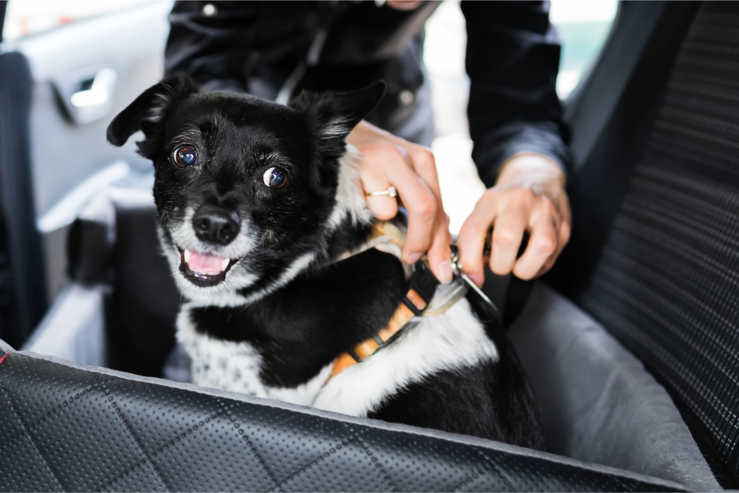 Bouviers des Flandres Dog Car Seat Belt for Chevrolet Traverse