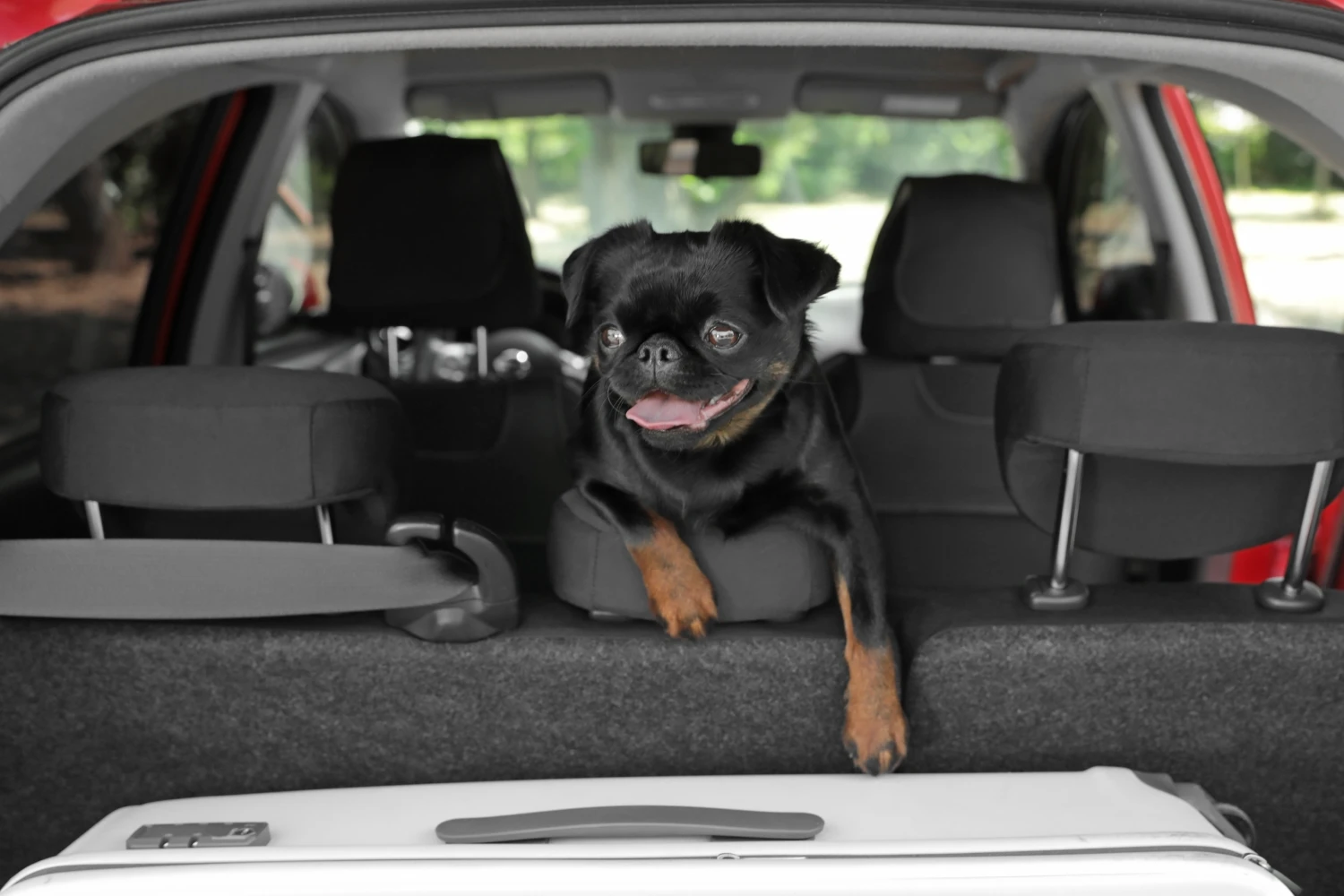 Honda Odyssey Dog Car Seat for Brussels Griffons