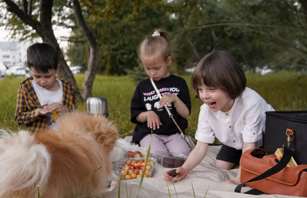 big picnic blanket